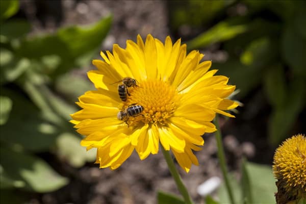 Gaillardia x grandiflora