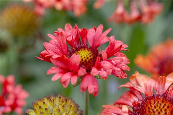 Gaillardia x grandiflora 'Fanfare'®