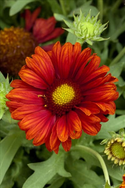 Gaillardia x grandiflora 'Mesa'