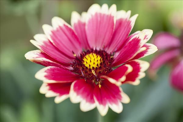 Gaillardia x grandiflora Sunset 'Mexican'