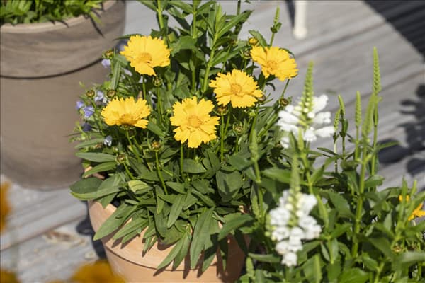 Gaillardia x grandiflora