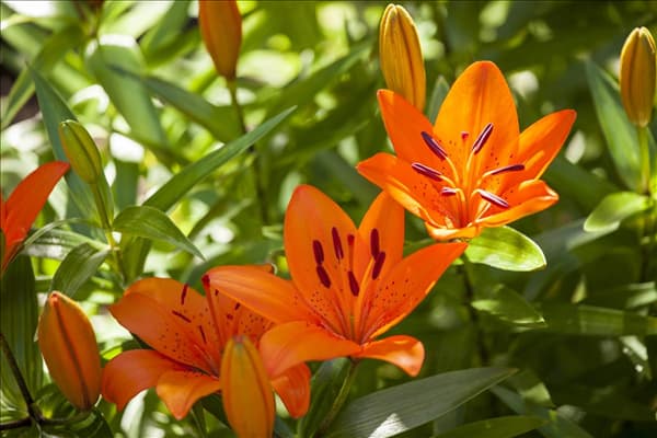 Lilium 'Tiny'