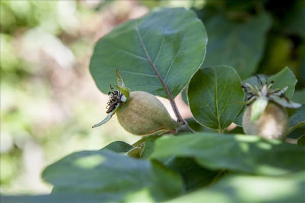 Cydonia oblonga