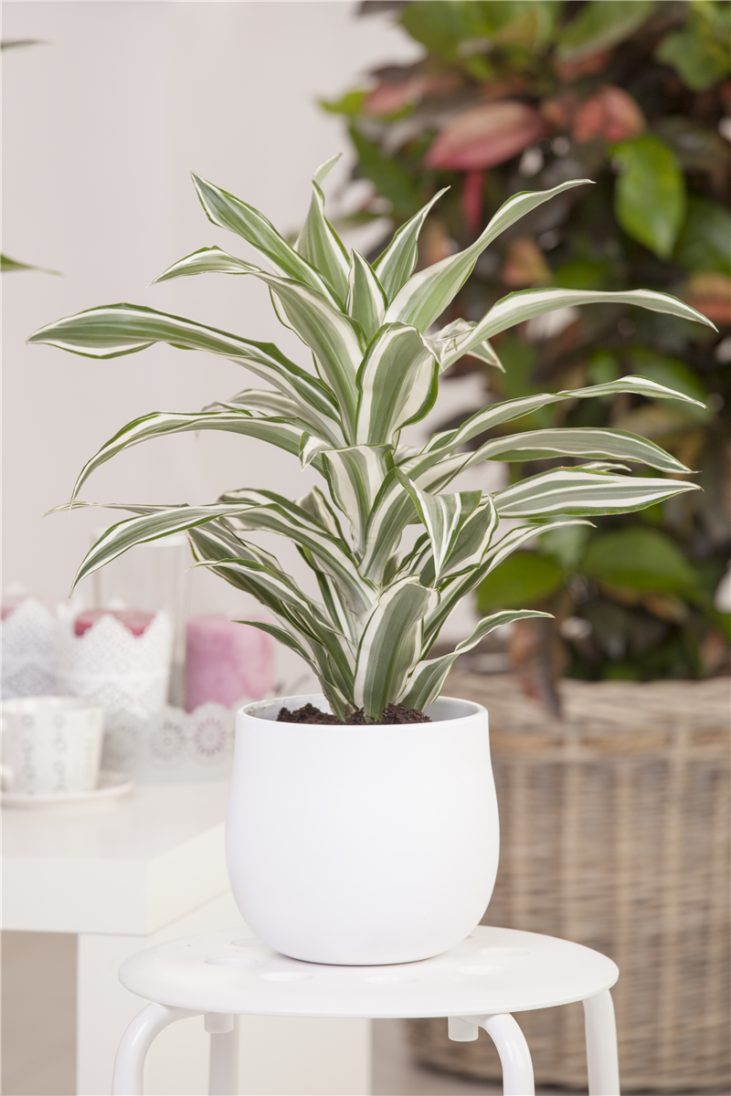Dracaena fragrans 'White Jewel'