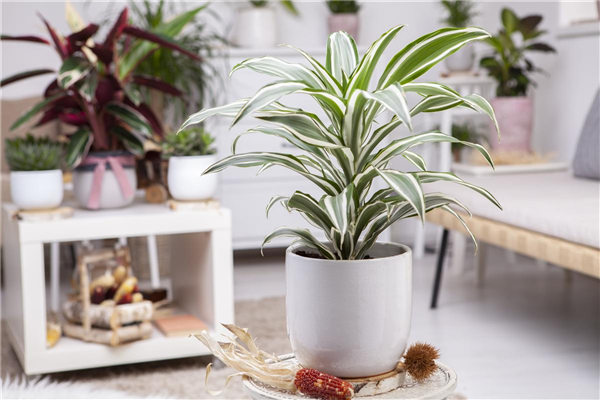 Dracaena fragrans 'White Jewel'