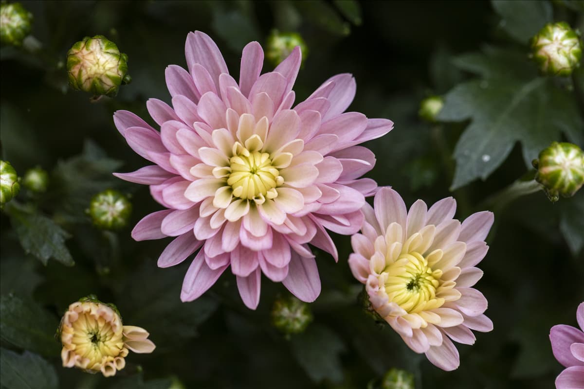 Chrysanthemum 'Mystic Mums'