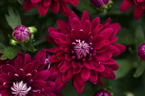 Chrysanthemum 'Mystic Mums'
