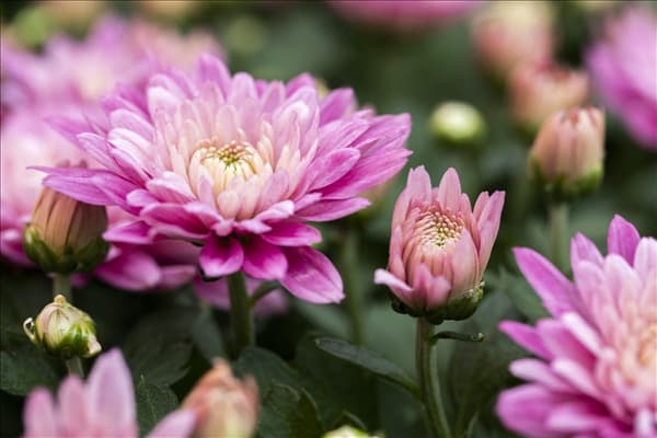 Chrysanthemum 'Mystic Mums'