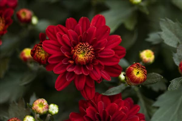 Chrysanthemum 'Mystic Mums'