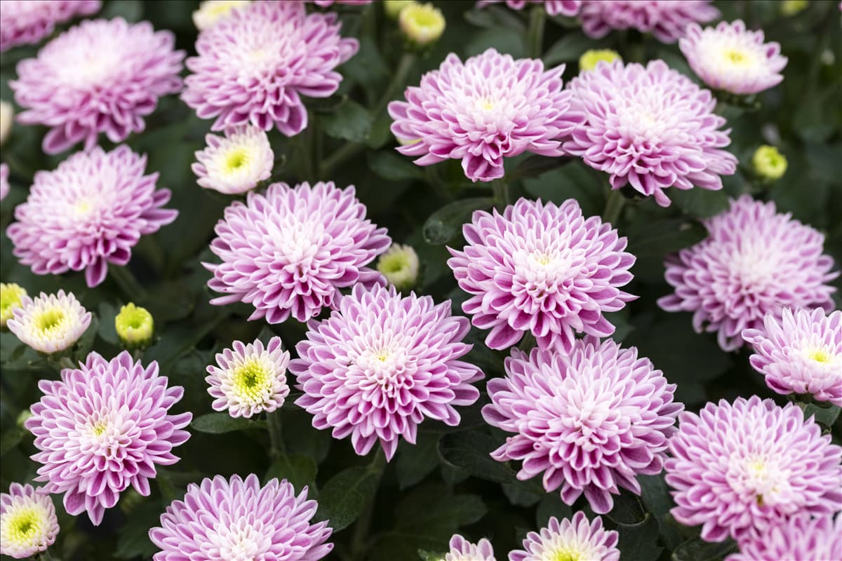 Chrysanthemum 'Mystic Mums'