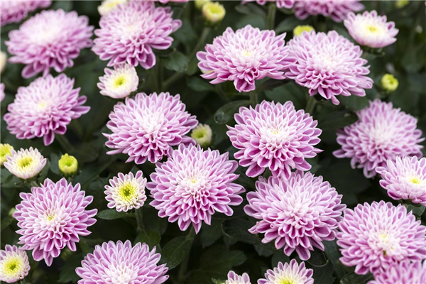 Chrysanthemum 'Mystic Mums'
