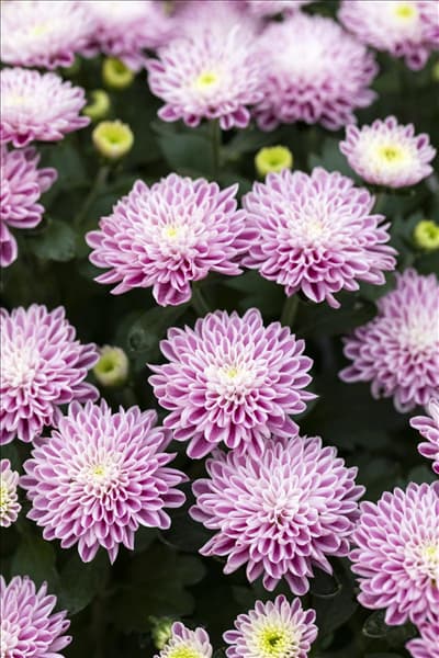Chrysanthemum 'Mystic Mums'