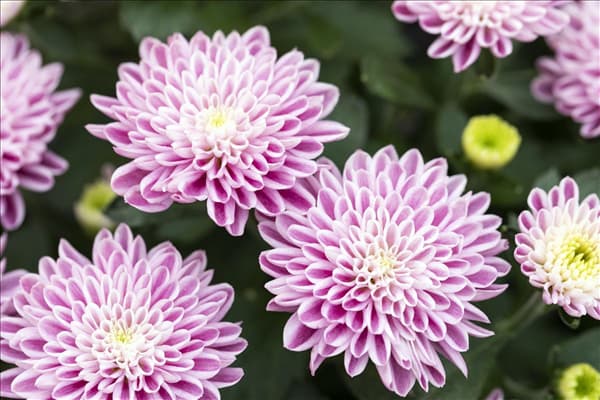 Chrysanthemum 'Mystic Mums'