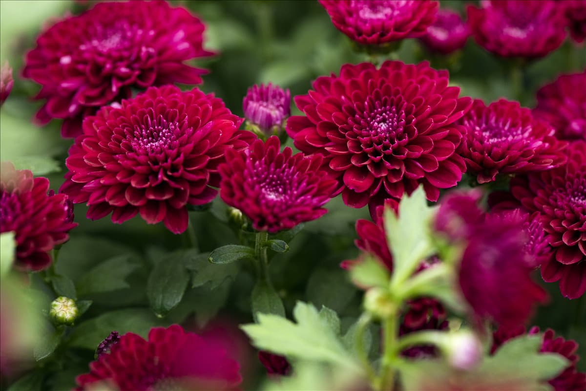 Chrysanthemum 'Mystic Mums'
