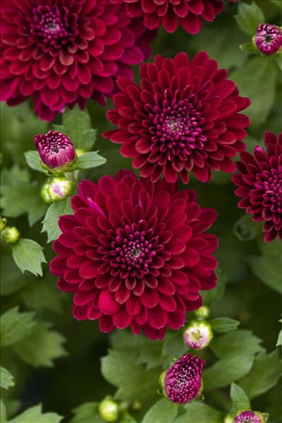 Chrysanthemum 'Mystic Mums'