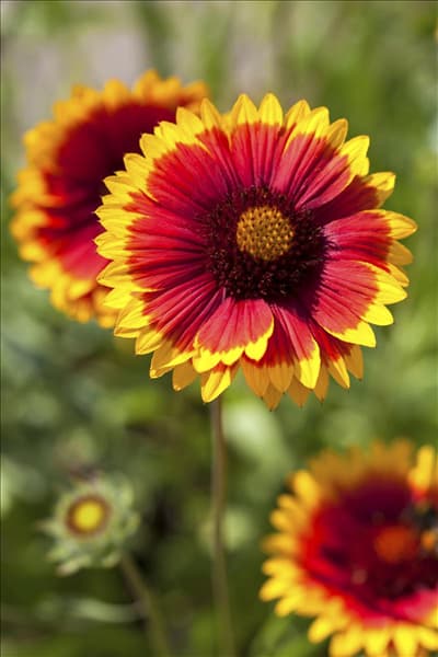 Gaillardia x grandiflora 'Arizona Sun'