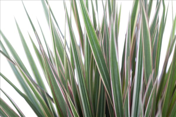 Dracaena marginata