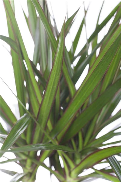 Dracaena marginata