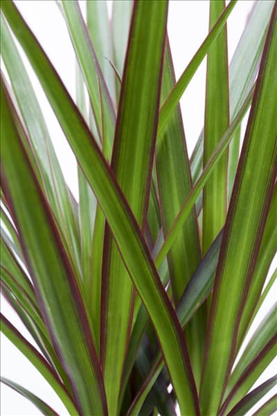 Dracaena marginata