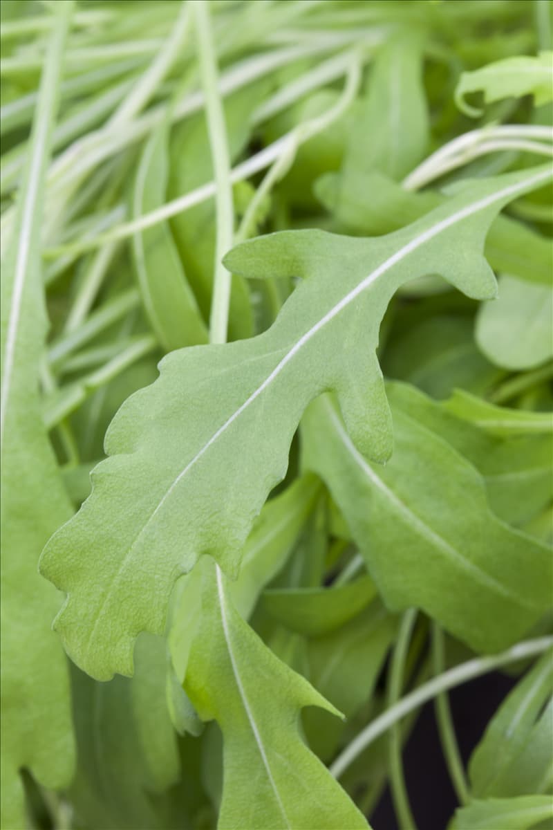 Eruca sativa