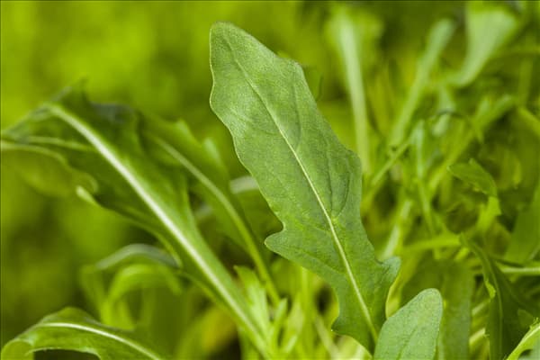 Eruca sativa