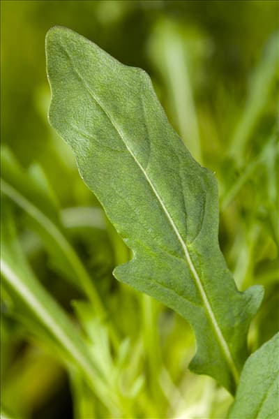 Eruca sativa