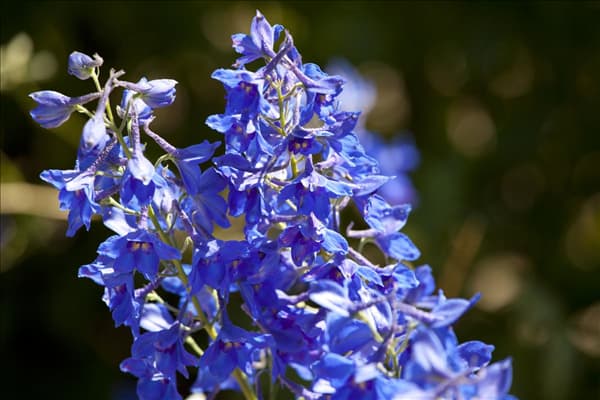 Delphinium x cultorum