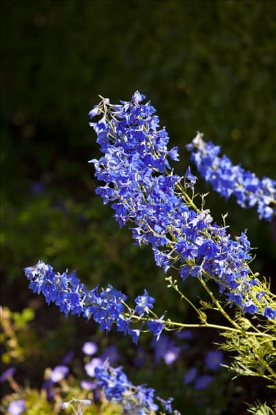 Delphinium x cultorum