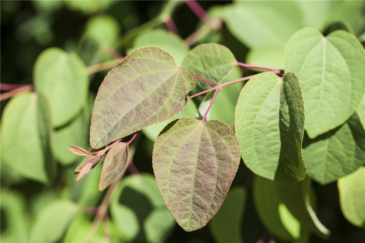 Cercis canadensis