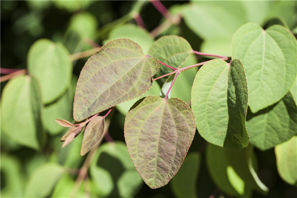 Cercis canadensis