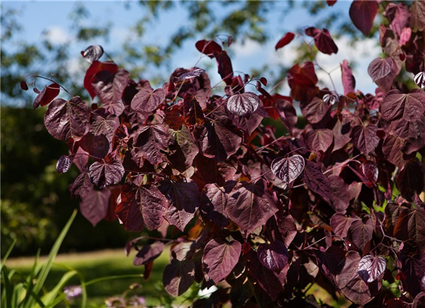 Cercis canadensis 'Forest Pansy'