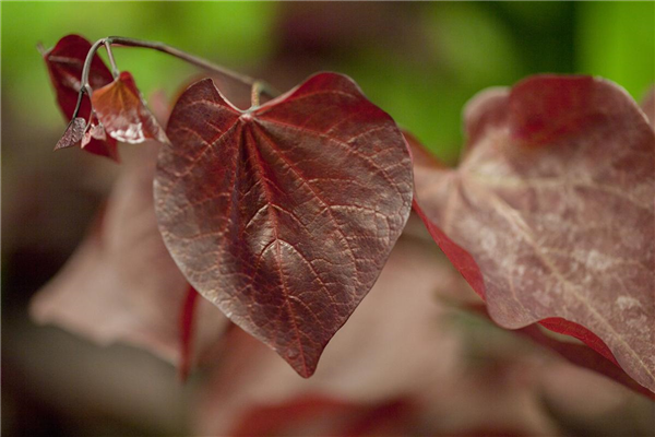 Cercis canadensis 'Forest Pansy'