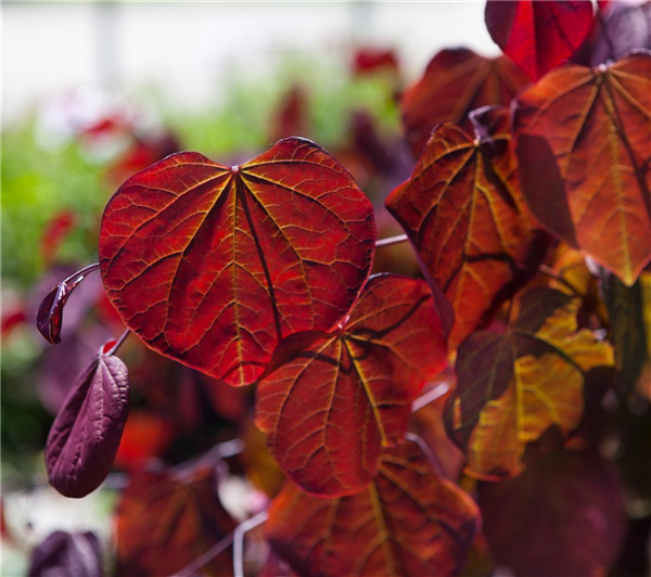 Cercis canadensis