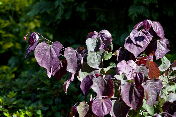 Cercis canadensis 'Forest Pansy'