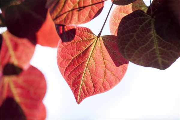 Cercis canadensis 'Forest Pansy'
