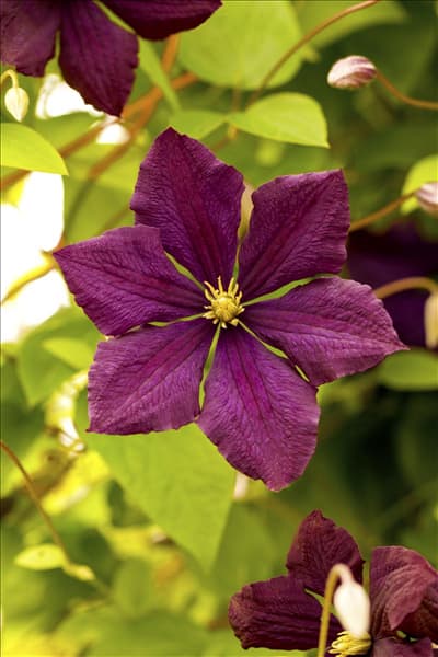 Clematis viticella 'Etoile Violette'