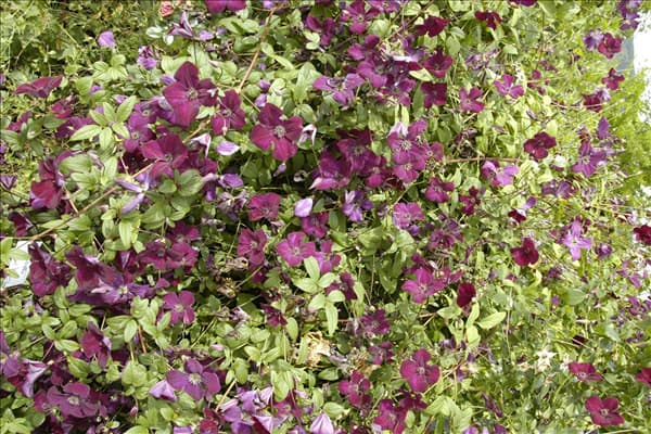 Clematis viticella 'Royal Velours'