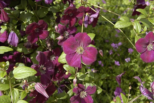 Clematis viticella 'Royal Velours'