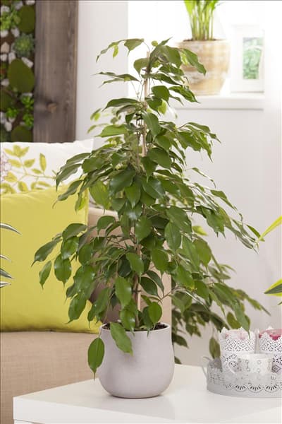 Ficus benjamina