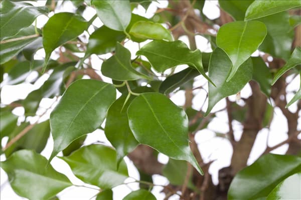 Ficus benjamina
