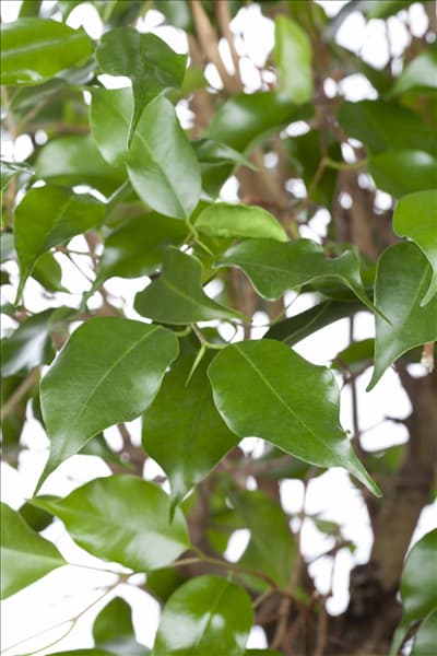 Ficus benjamina