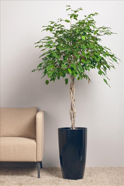 Ficus benjamina
