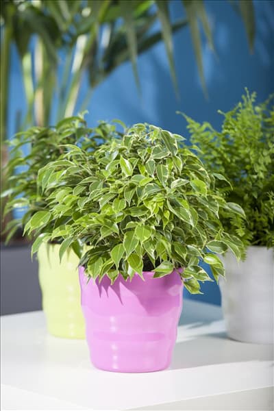 Ficus benjamina
