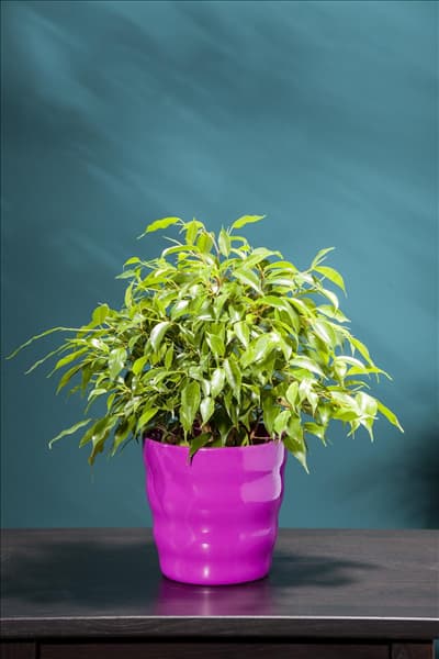 Ficus benjamina