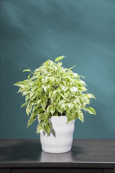 Ficus benjamina