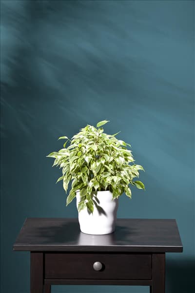 Ficus benjamina