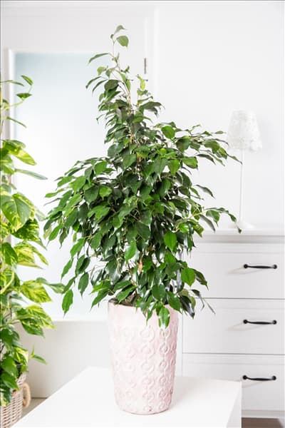 Ficus benjamina