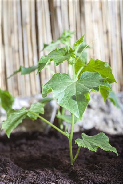 Cucumis sativus