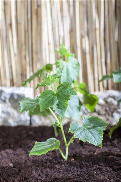 Cucumis sativus