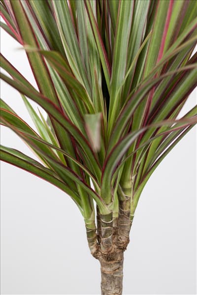 Dracaena marginata 'Bicolor'